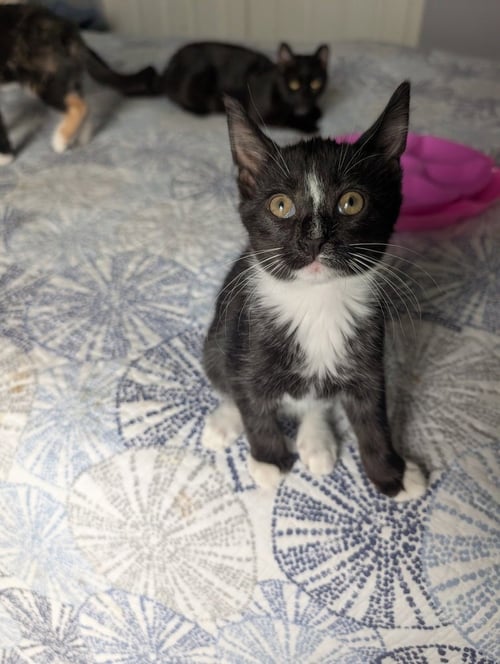 SHORTSTACK - Domestic Short Hair available for adoption