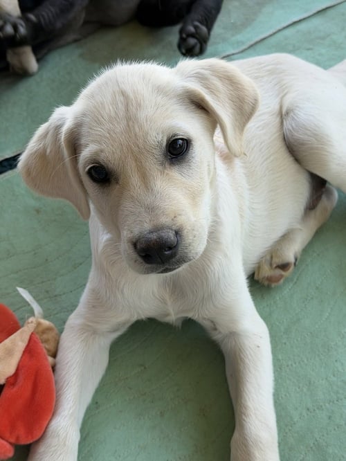 YUKON - Labrador Retriever / Husky available for adoption