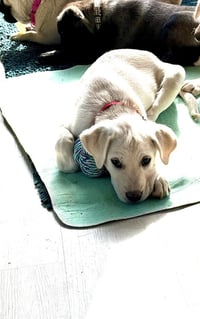 Yukon - Photo 3