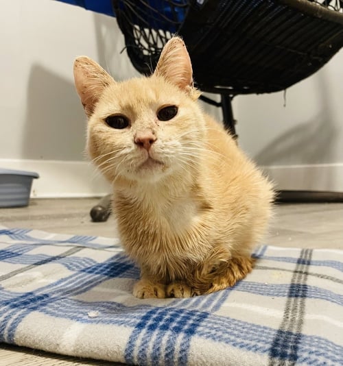FLORA - Domestic Short Hair available for adoption