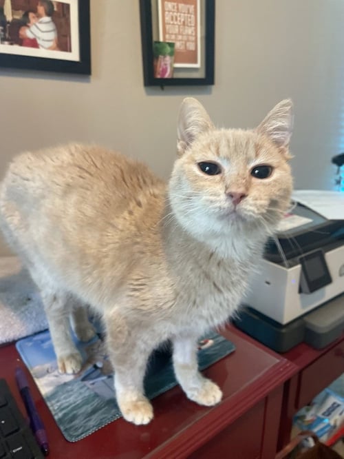 FLORA - Domestic Short Hair available for adoption