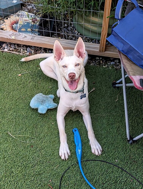 HUGO - Husky / Terrier available for adoption
