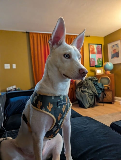 HUGO - Husky / Terrier available for adoption