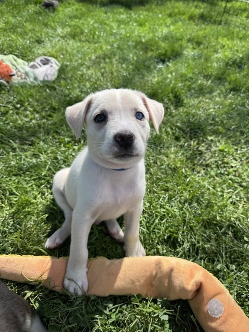 SLUGGER - Husky available for adoption