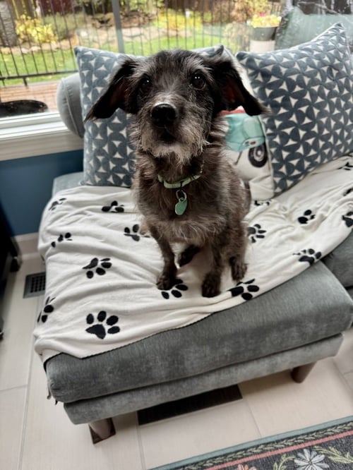 DOTTIE - Terrier available for adoption