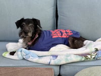 Dottie - Photo 2
