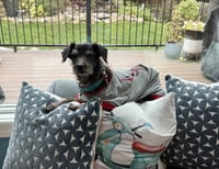 Dottie - Photo 3