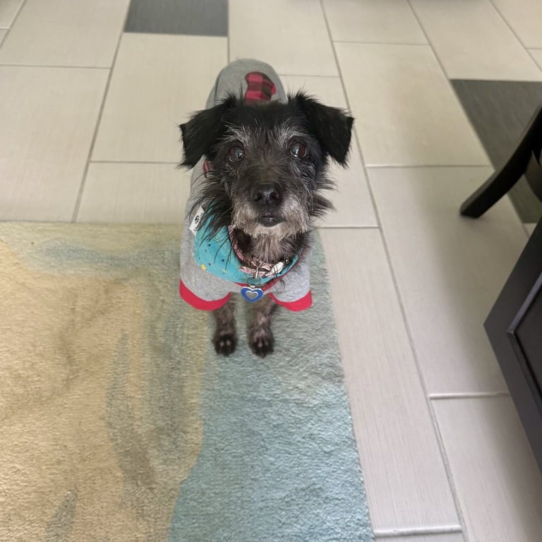 Dottie Image