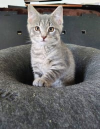Norma - Photo 1