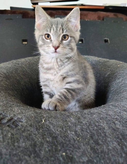 NORMA - Domestic Short Hair available for adoption