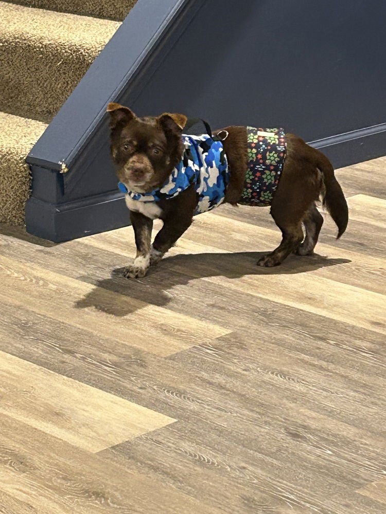 RUSTY - Chihuahua / Pug available for adoption