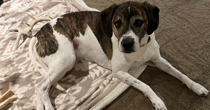 LILY - Beagle available for adoption