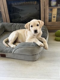 Romeo - Photo 1