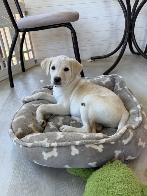 ROMEO - Labrador Retriever / Husky available for adoption