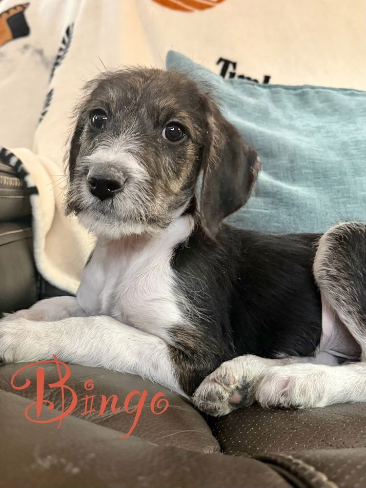 BINGO - Beagle available for adoption