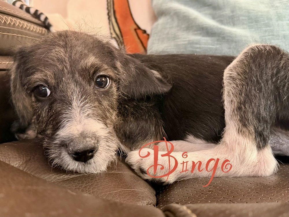 BINGO - Beagle available for adoption