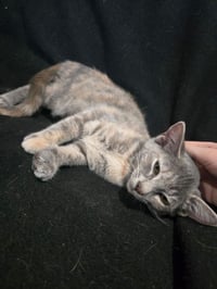 Bonnie - Photo 4