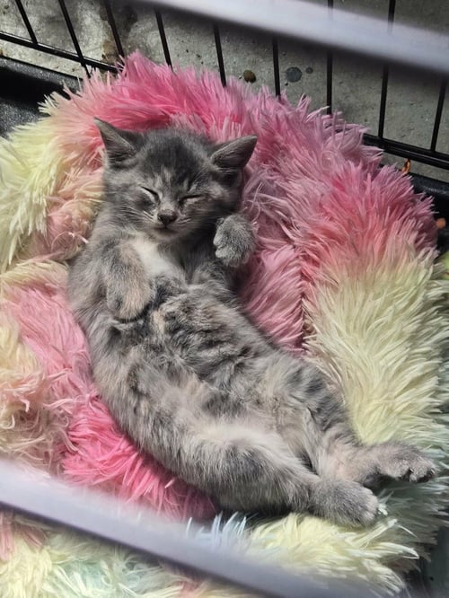 BONNIE - Domestic Short Hair available for adoption