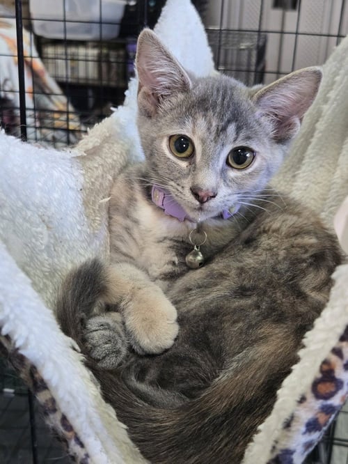 BONNIE - Domestic Short Hair available for adoption