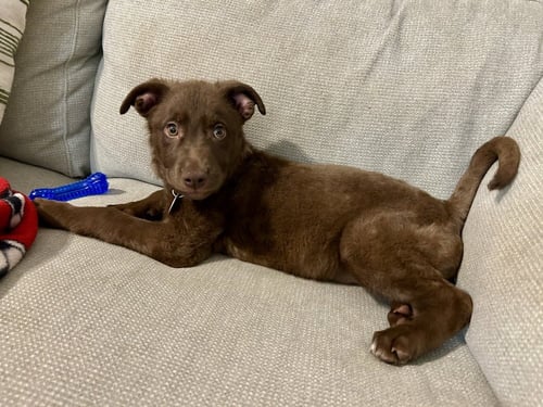 HERSHEY - Terrier available for adoption
