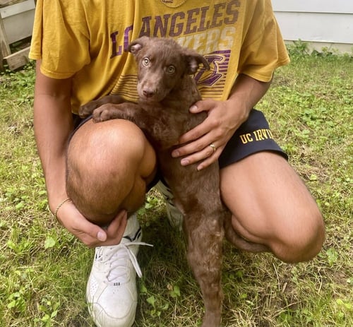 HERSHEY - Terrier available for adoption