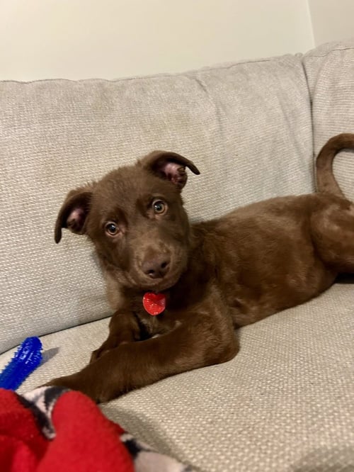 HERSHEY - Terrier available for adoption
