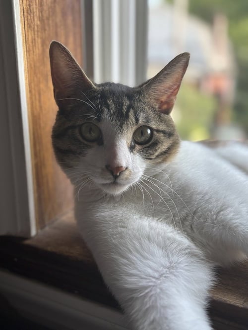 HOBO - Domestic Short Hair available for adoption