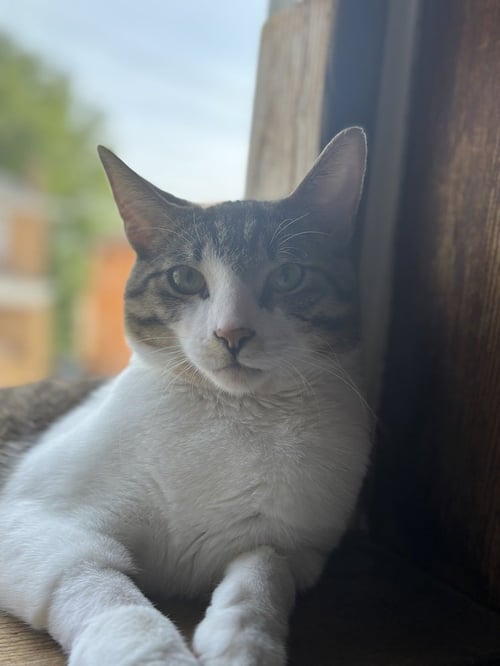 HOBO - Domestic Short Hair available for adoption