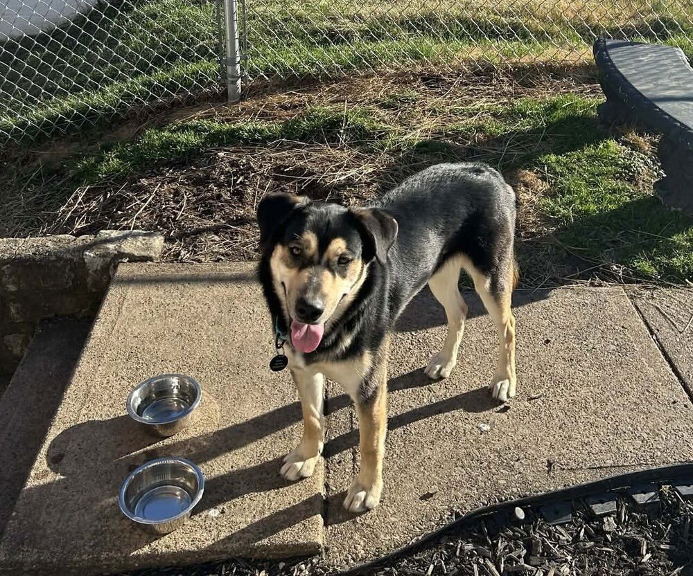 BLITZ - Shepherd for adoption in Pittsburgh