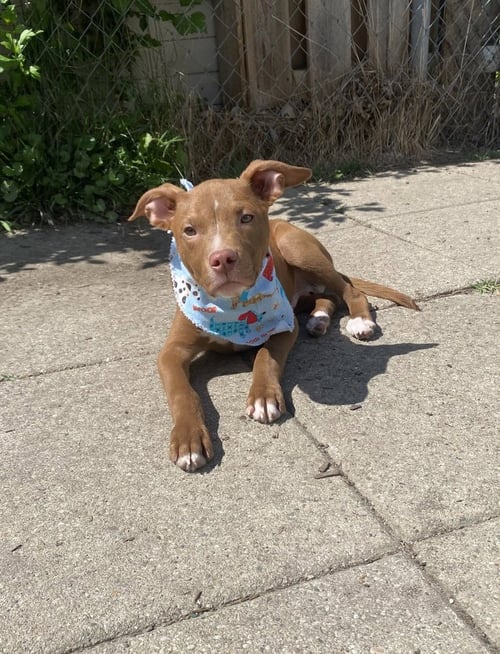 DEXTER - Labrador Retriever / Terrier available for adoption