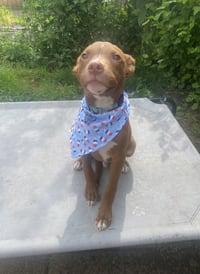 Dexter - Photo 3
