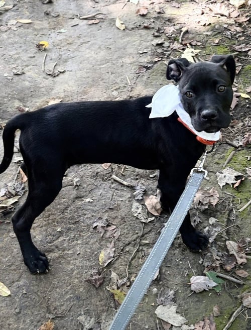 ONYX FKA STINGER - Labrador Retriever / Terrier available for adoption