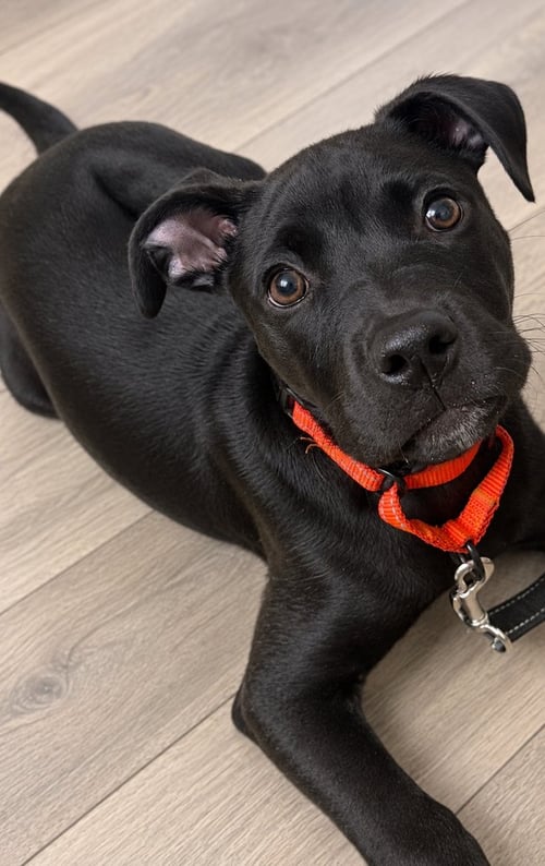 ONYX FKA STINGER - Labrador Retriever / Terrier available for adoption