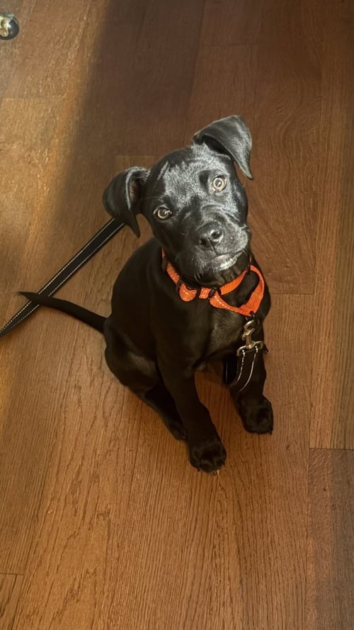 ONYX FKA STINGER - Labrador Retriever / Terrier available for adoption