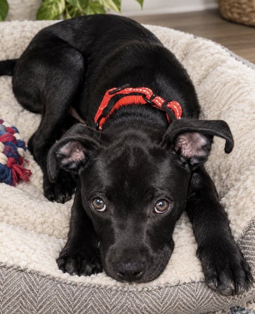 ONYX FKA STINGER - Labrador Retriever / Terrier available for adoption