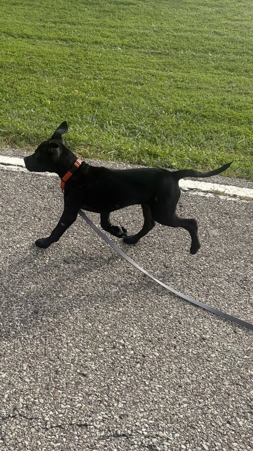 ONYX FKA STINGER - Labrador Retriever / Terrier available for adoption