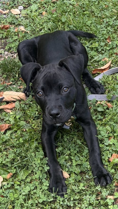 ONYX FKA STINGER - Labrador Retriever / Terrier available for adoption