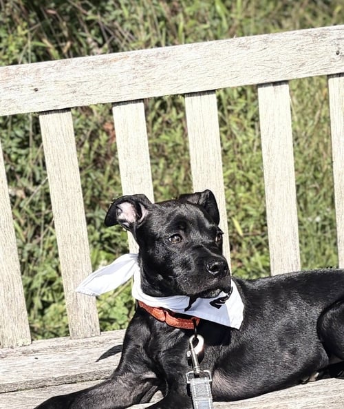 ONYX FKA STINGER - Labrador Retriever / Terrier available for adoption