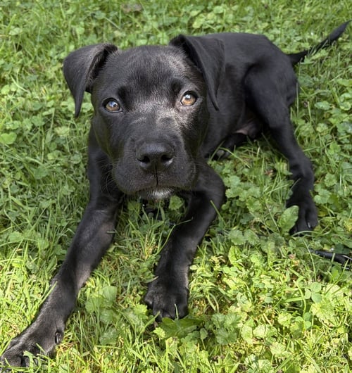 ONYX FKA STINGER - Labrador Retriever / Terrier available for adoption
