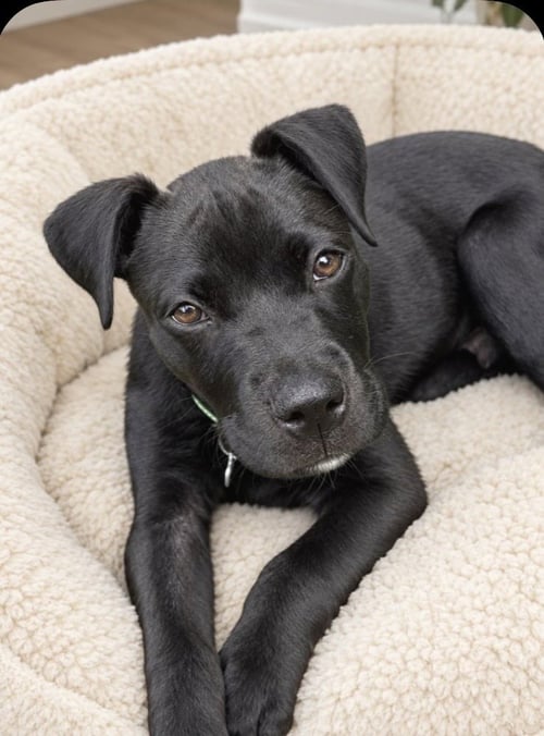 ONYX FKA STINGER - Labrador Retriever / Terrier available for adoption