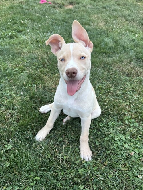 JERSEY - Husky / Labrador Retriever for adoption in Pittsburgh
