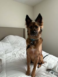 Apollo - Photo 4