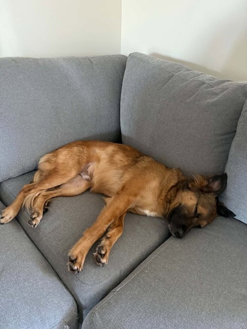 APOLLO - German Shepherd Dog available for adoption
