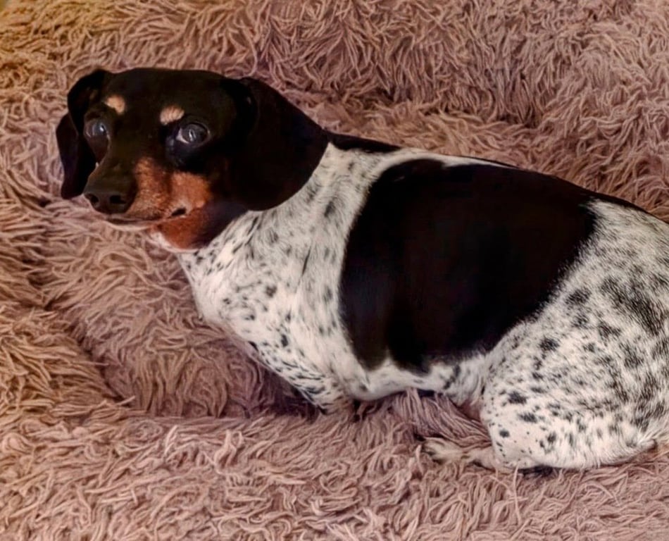Gidget Image