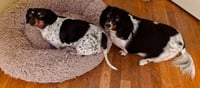 Gidget - Photo 2