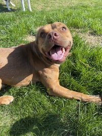 Caillou - Photo 3
