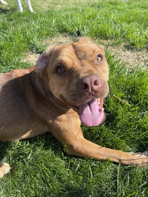CAILLOU - Terrier / Basset Hound for adoption in Pittsburgh