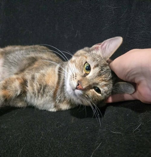 MABEL - Domestic Short Hair available for adoption