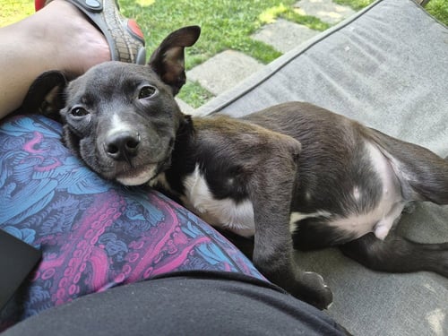 DILL - Labrador Retriever / Pit Bull Terrier available for adoption