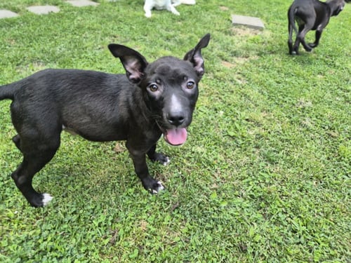 DILL - Labrador Retriever / Pit Bull Terrier available for adoption